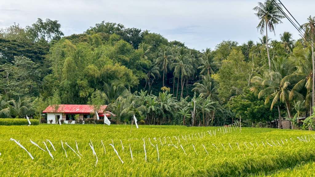 que ver y que hacer en siquijor