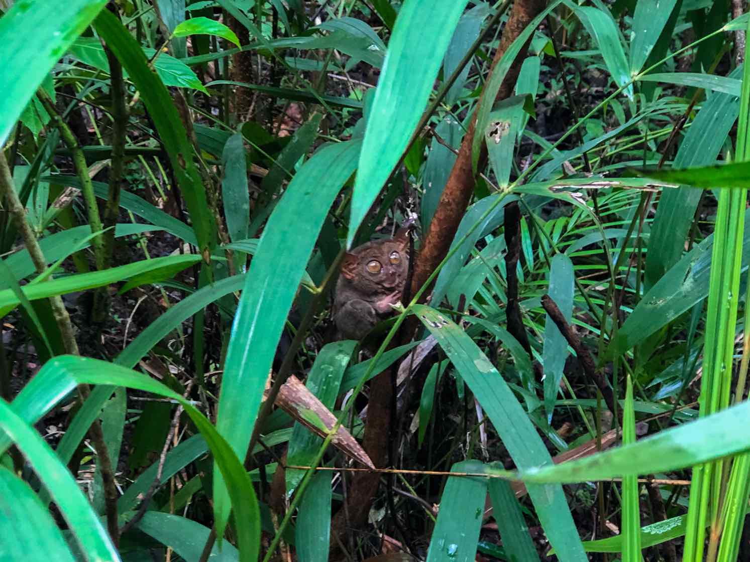 que hacer en bohol: visitar los tarseros de coréela